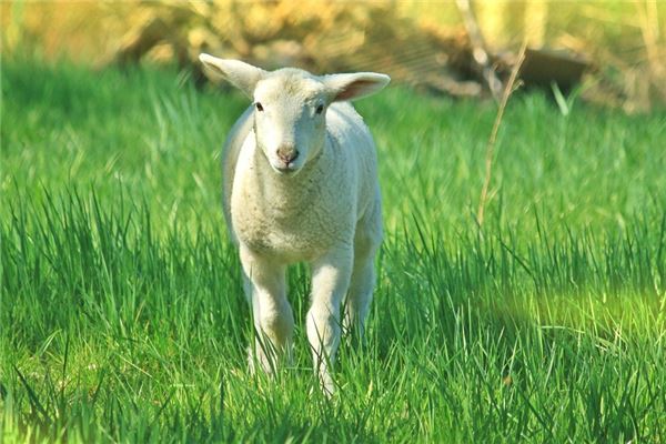 六十五岁属羊的人2016年运势好吗？