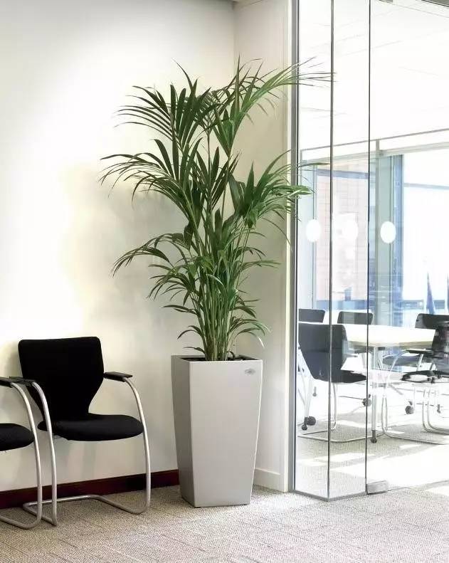 办公室风水植物的搭配放置小知识，你知道吗？