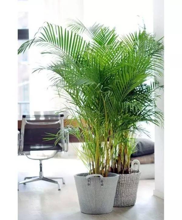 办公室风水植物的搭配放置小知识，你知道吗？