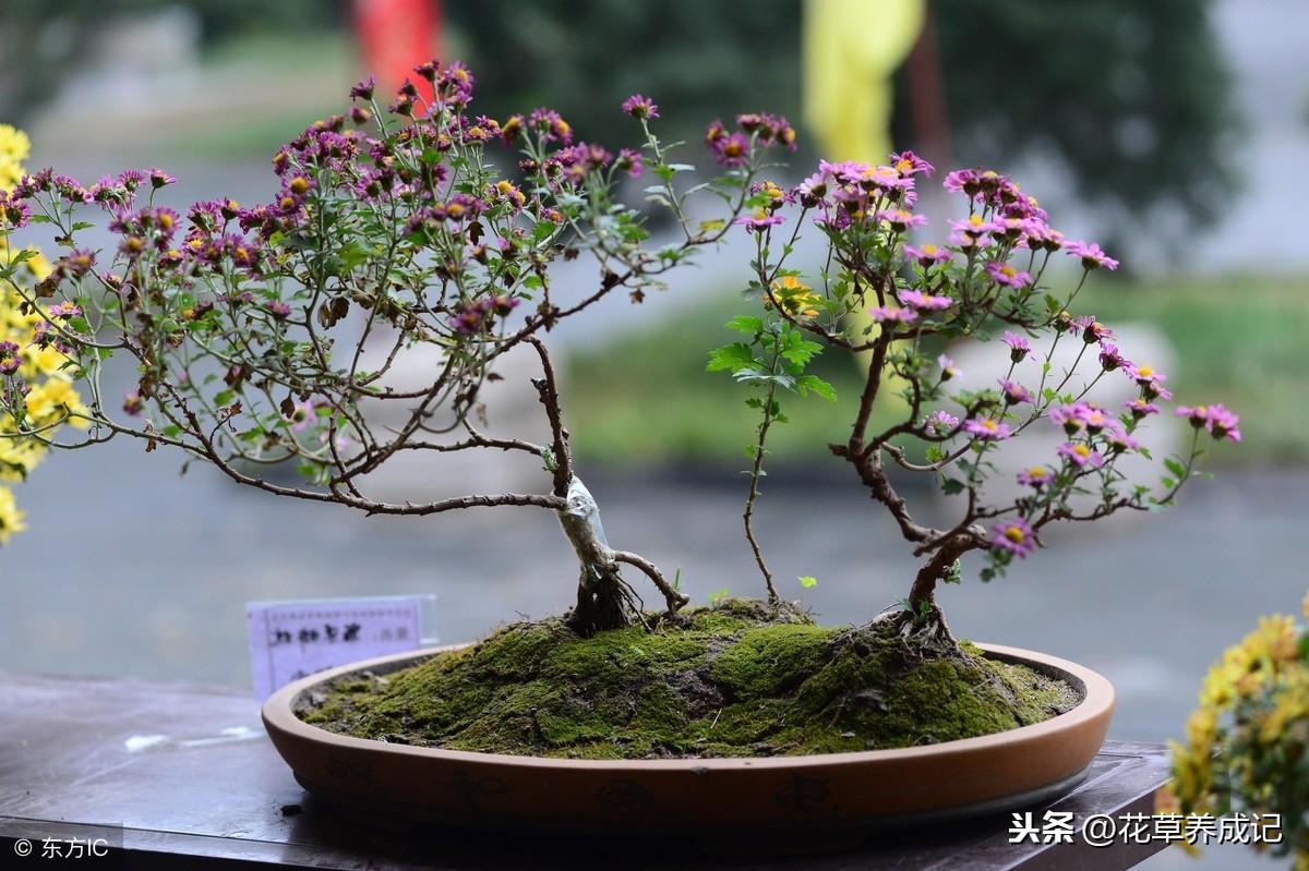 办公桌上摆一盆新鲜的绿色植物，舒缓心情，净化空气