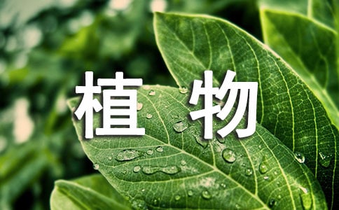 梦见家里的植物开花了是怎么了