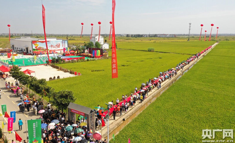 2018鄱阳湖首届龙虾节在江西鄱阳举行“稻虾共作”面积达6万余亩