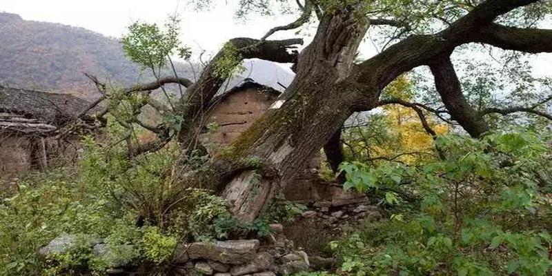 慈世堂：农村住宅风水禁忌，农村房屋风水的禁忌