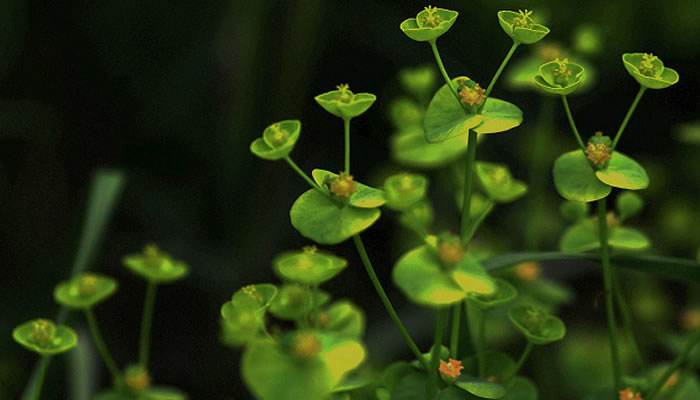 不同颜色的草本植物在你的梦中代表什么？