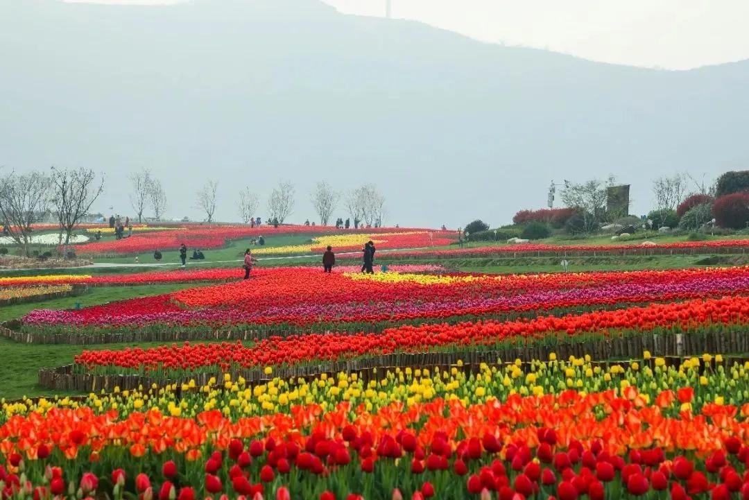 一朵花成就一个乡村景区浏阳普迹举行向日葵民俗文化旅游节