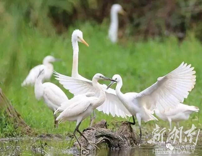 一朵花成就一个乡村景区浏阳普迹举行向日葵民俗文化旅游节