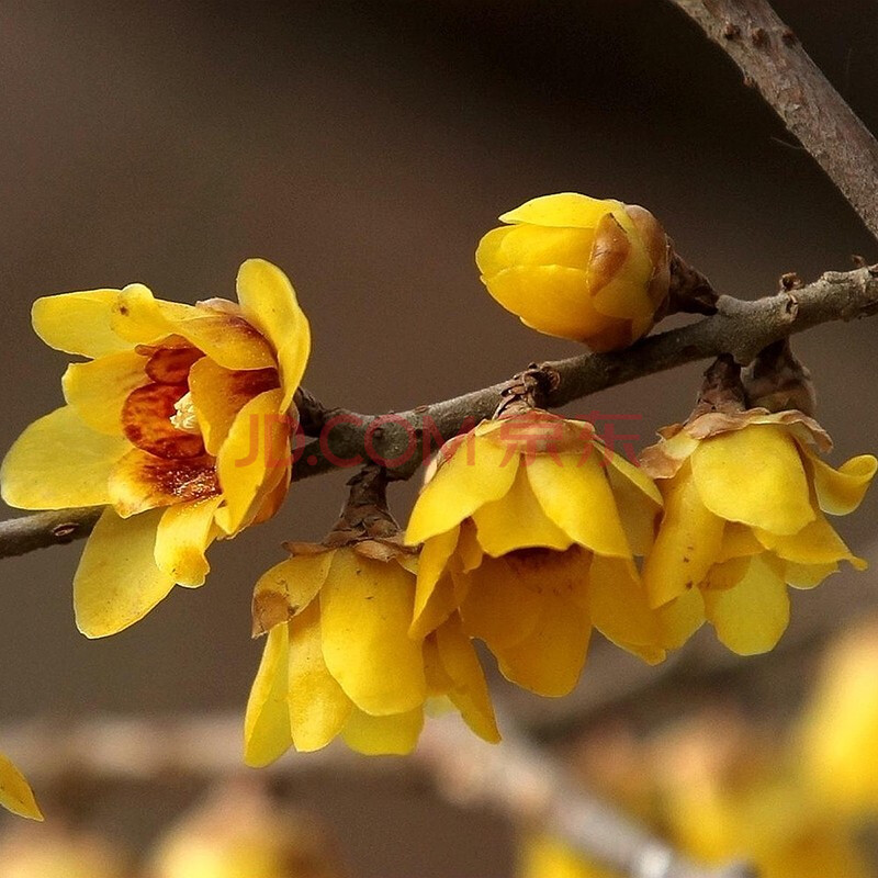 佘娇仙：梅花几月份栽？梅花什么时候种植？